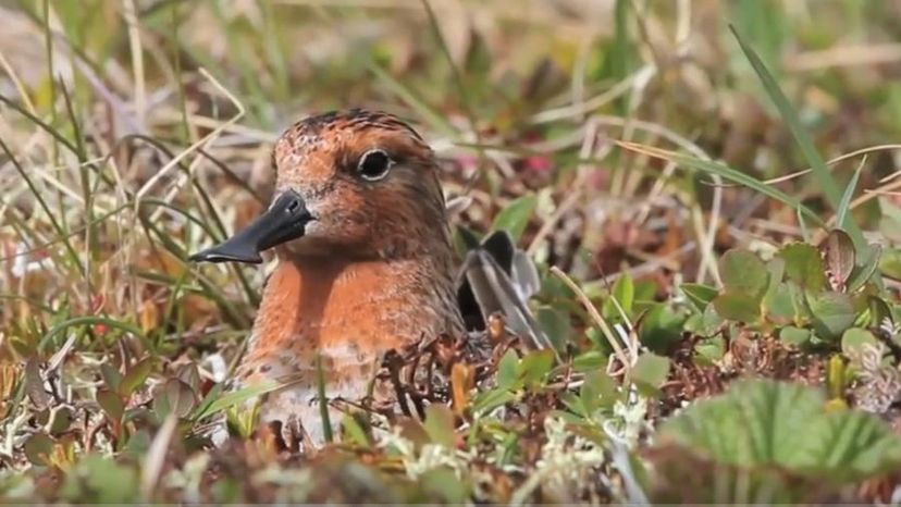 Spoon-billed sandpiper