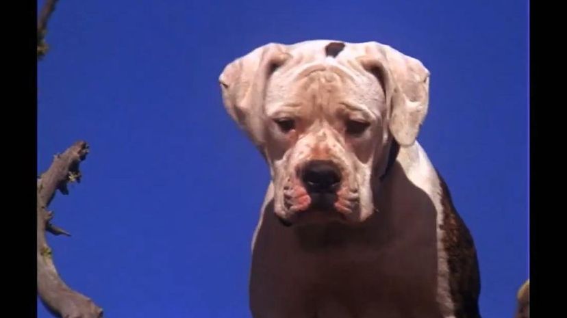 Homeward Bound_ The Incredible Journey