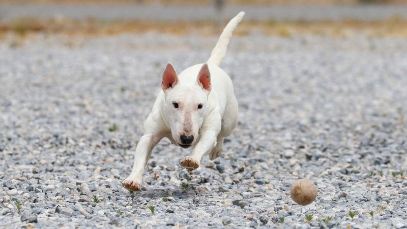 bull terrier