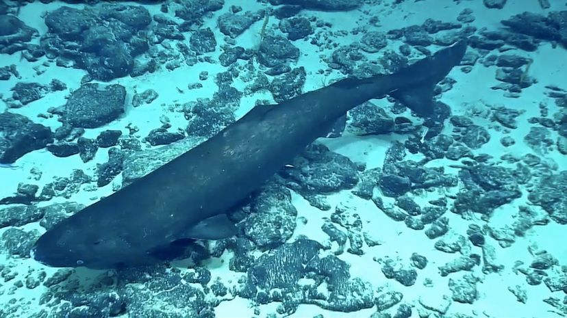 Pacific sleeper shark