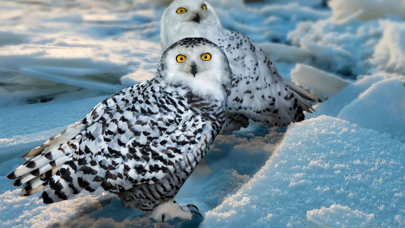 Snowy Owl