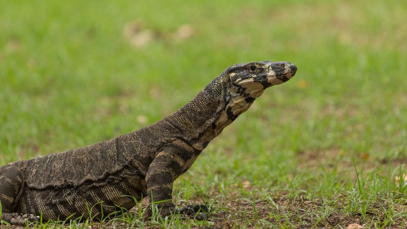 Goanna