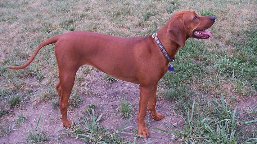 Redbone_Coonhound