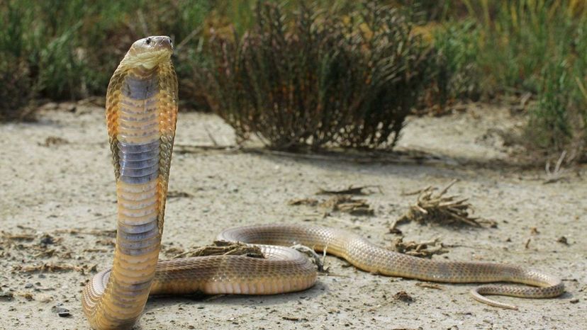 Caspian Cobra