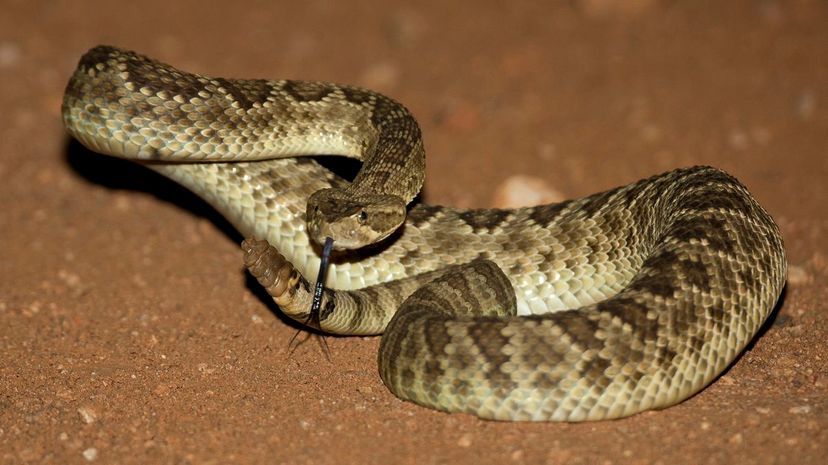 3 Rattlesnake