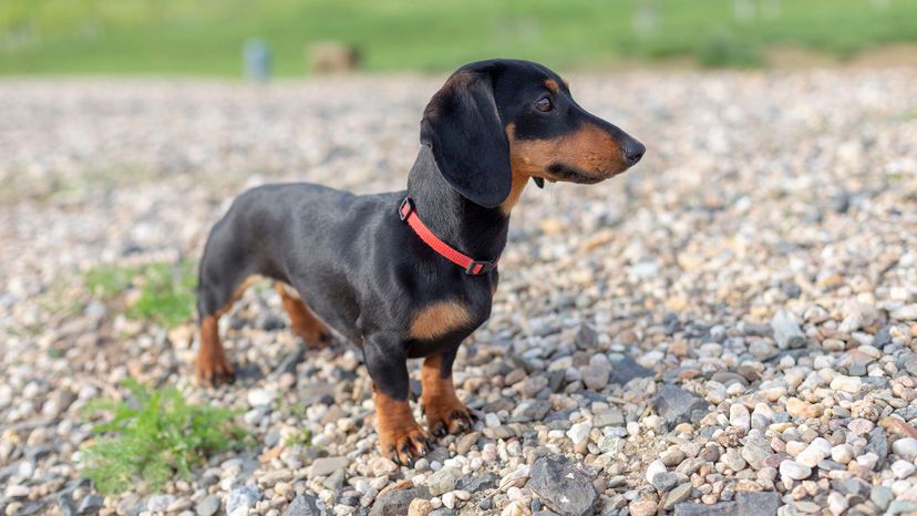 1 dachshund GettyImages-1072651672