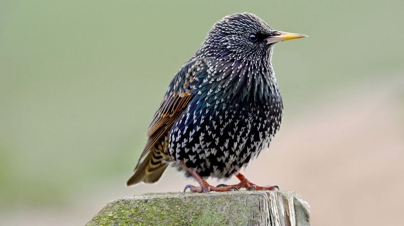 European starling