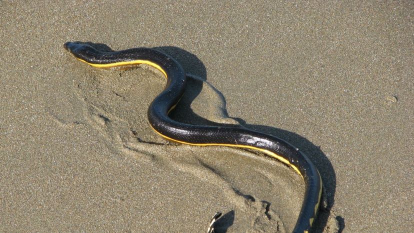 yellow-belly sea snake,