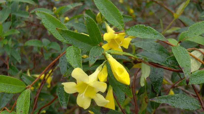 Carolina Jessamine