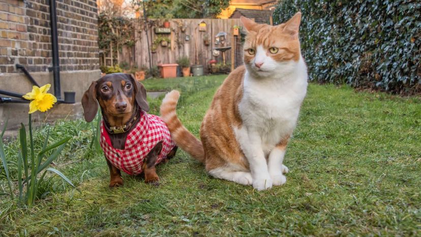 What Dog Breed and Cat Breed Combination Are You?