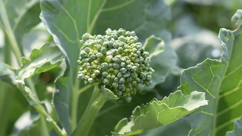 Broccoli closeup
