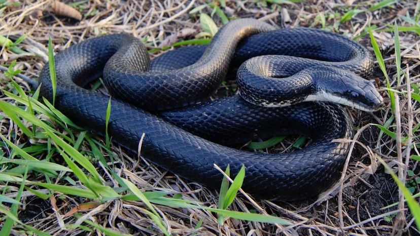 Black Rat Snake