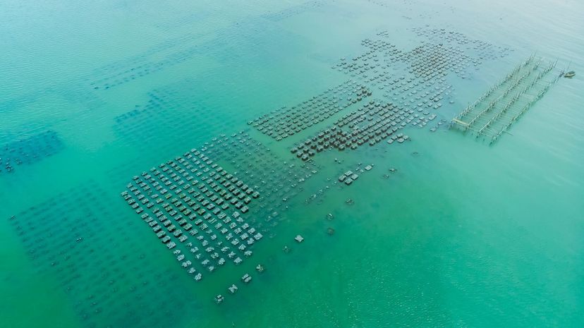 Oysters farm