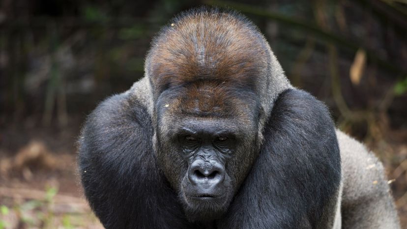 Eastern Lowland Gorilla