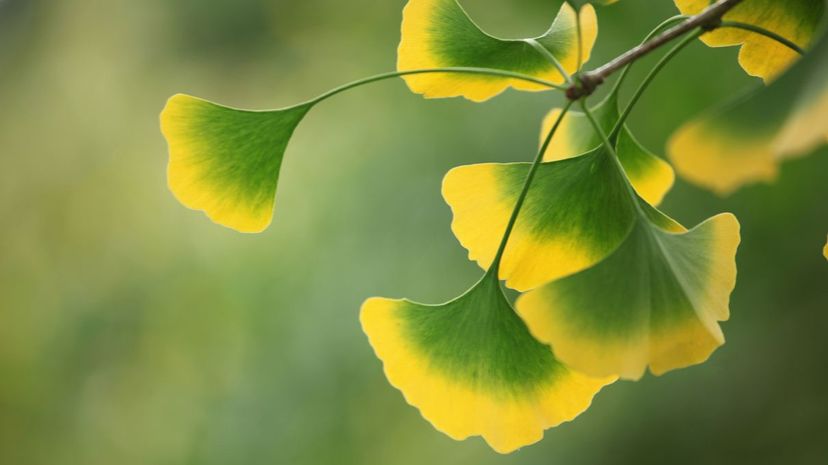 Gingko leaves