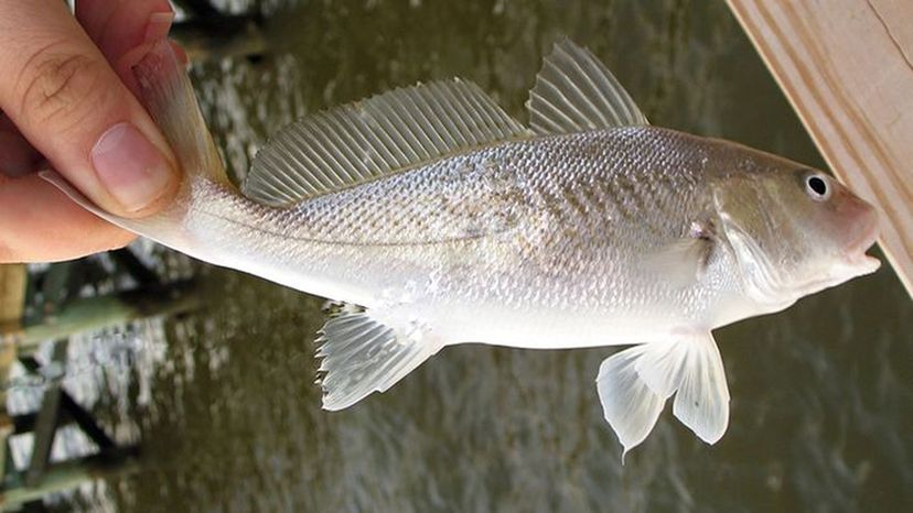 Atlantic croaker