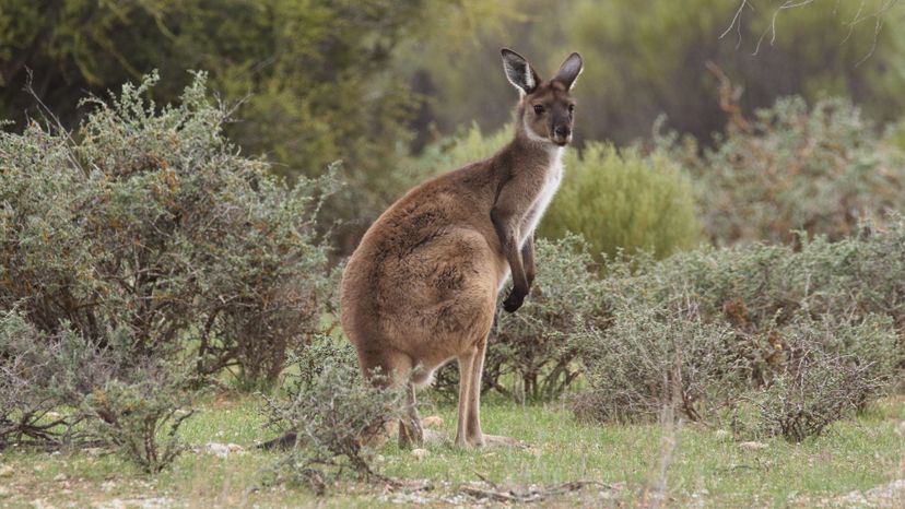 Western Grey Kangaroo