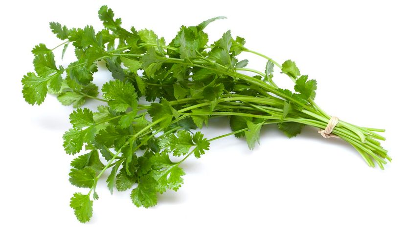 1 coriander GettyImages-155098529