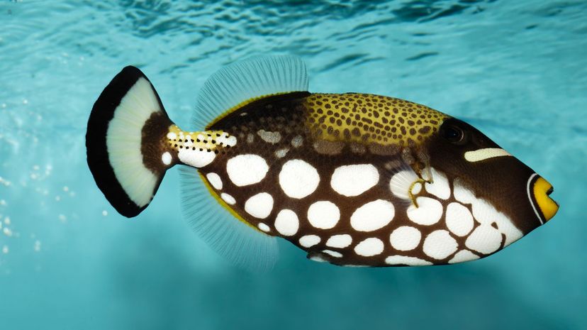 Clown triggerfish