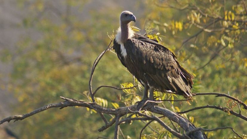 white rumped vulture