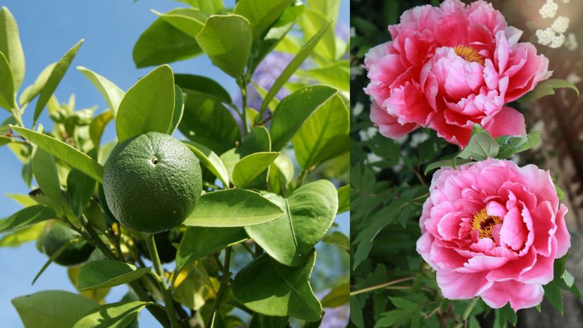 Which Combination of Flower and Tree Are You?