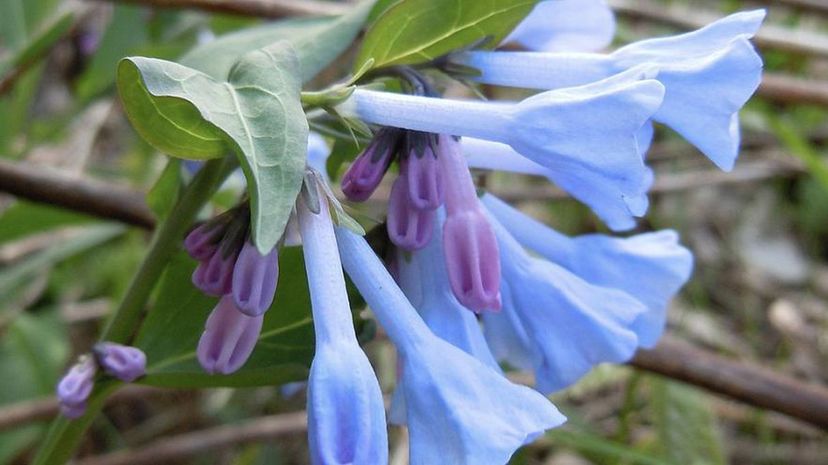 Virginia Bluebell