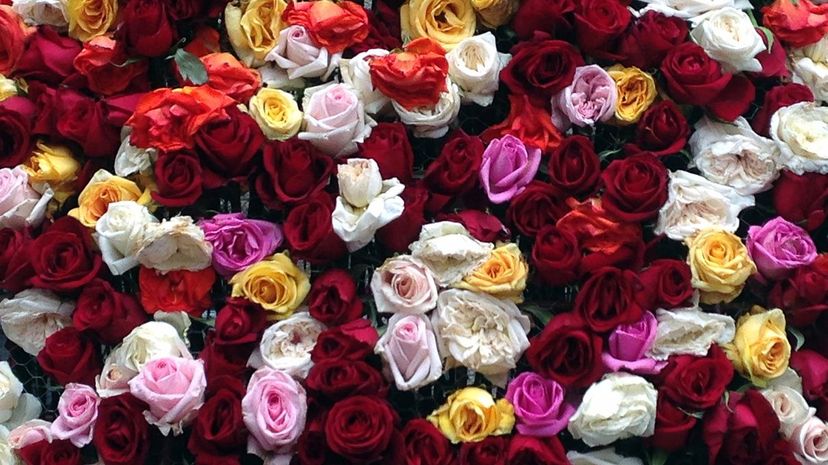 6 Wall of roses