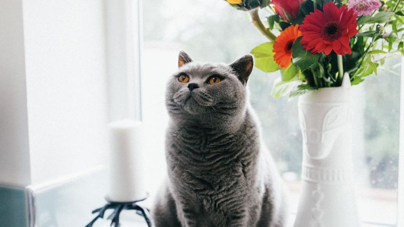 Cat next to vase