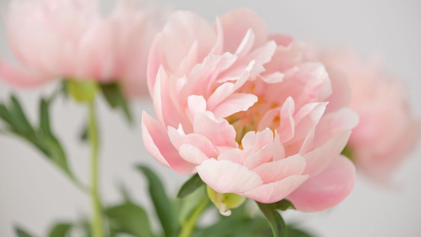 7 Peony GettyImages-956162538