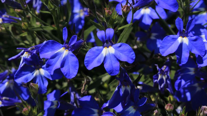 lobelia