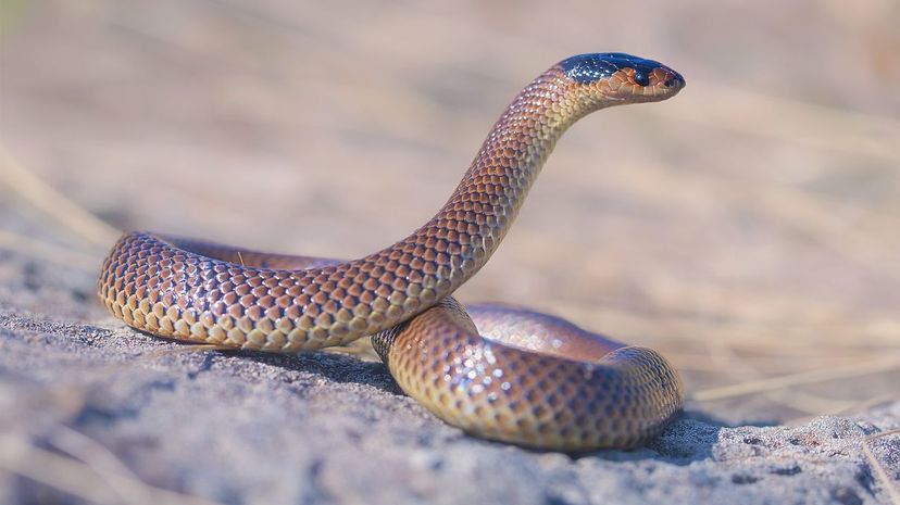 Little whip snake