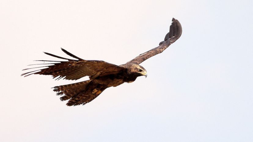 Black eagle in flight