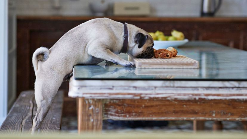Do You Know Whether or Not Your Dog Can Eat These Foods?