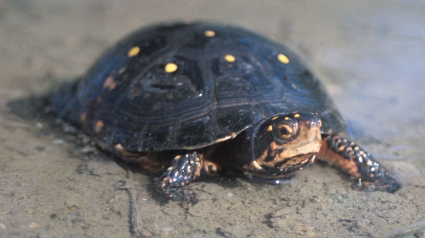 Spotted turtle