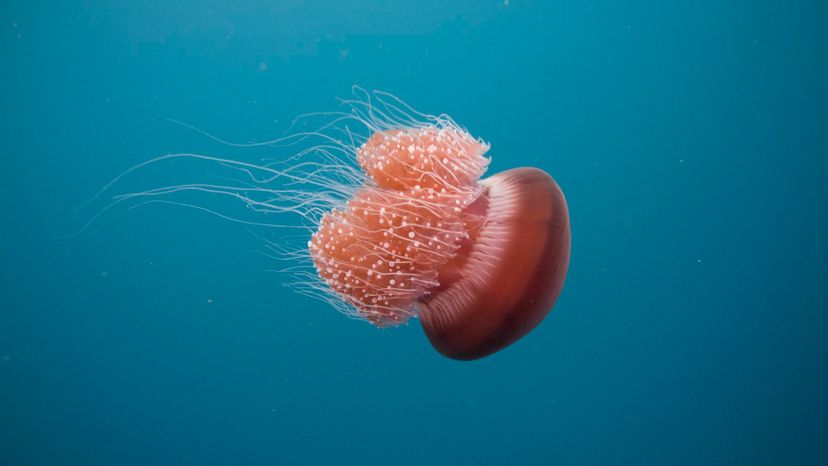 Jellyfish