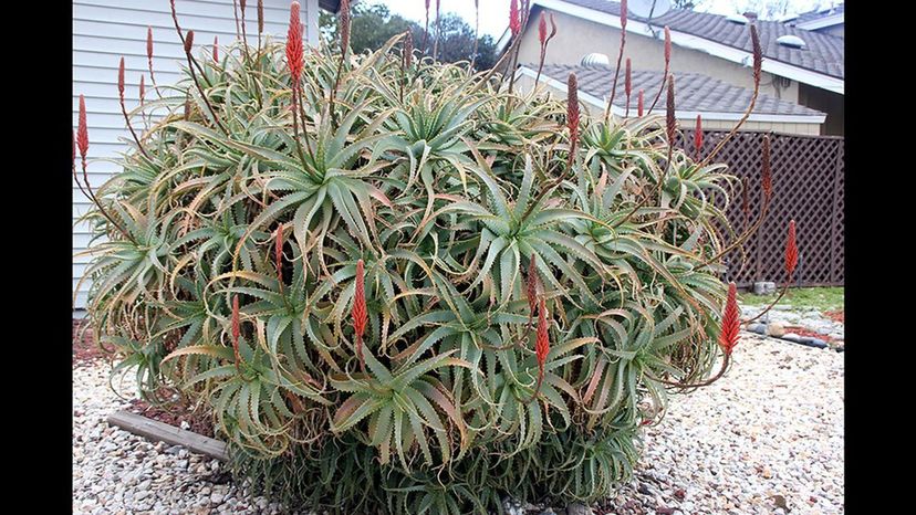 Aloe arborescens (Krantz aloe)