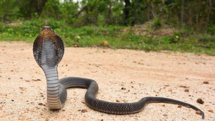 Indochinese Spitting Cobra