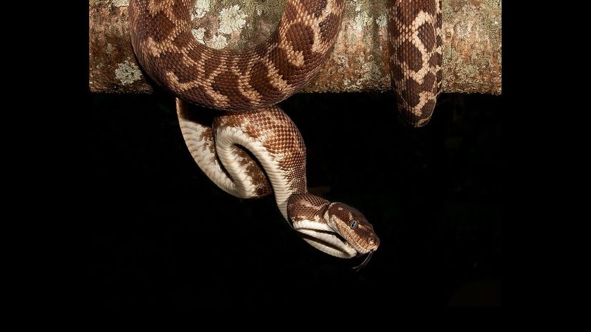 Rough-scaled snake