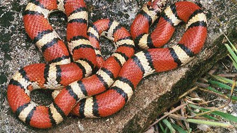 Milk snake