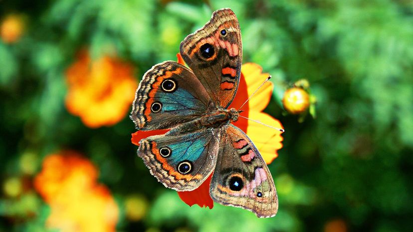 Common buckeye butterfly