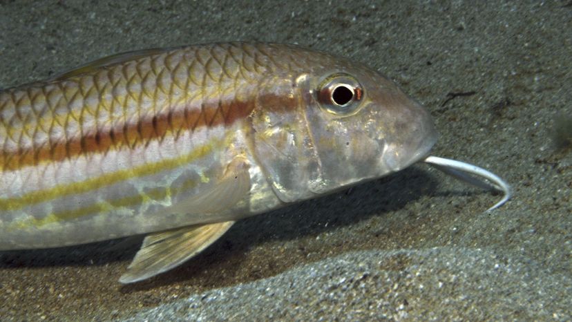 Striped mullet