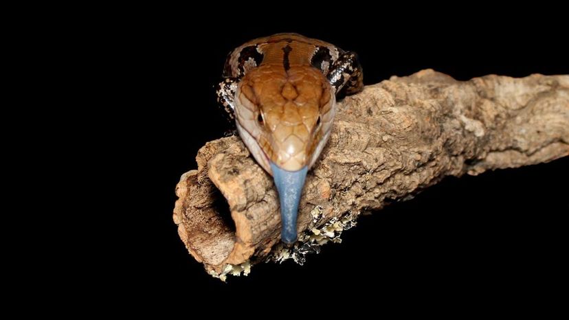 Blue-tongued Skink