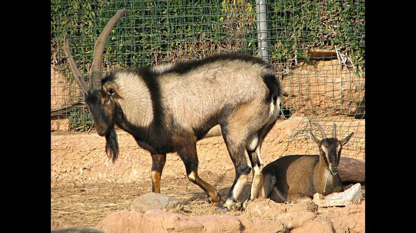Cretan goat