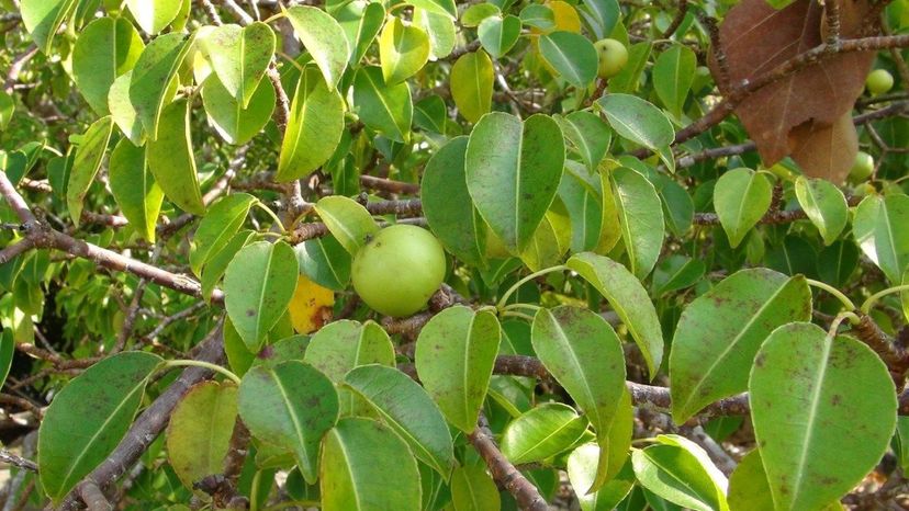 Manchineel (hippomane mancinella)