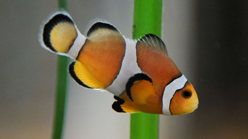 Clownfish