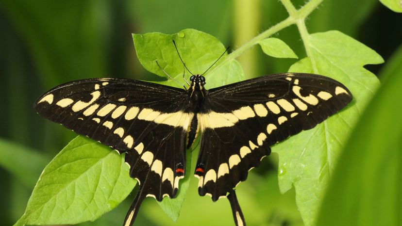 Giant Swallowtail