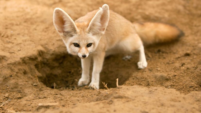 Fennec Foxes