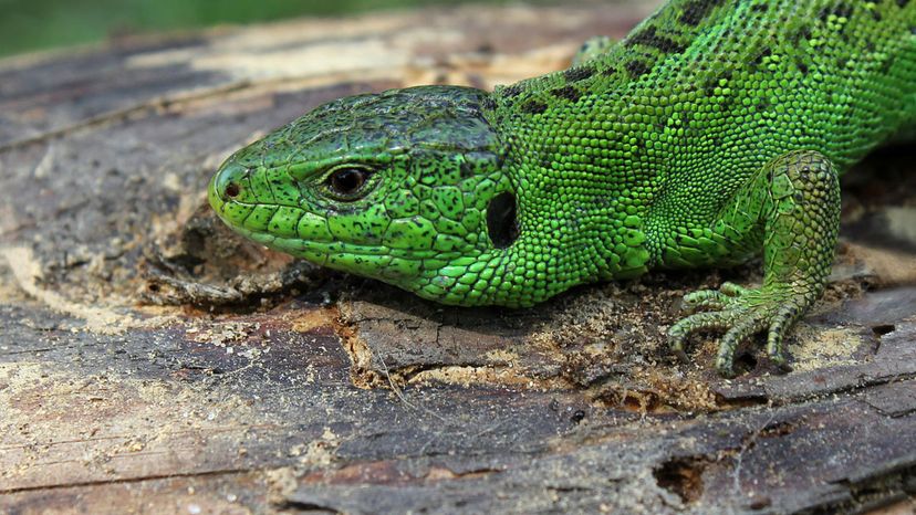 Sand Lizard