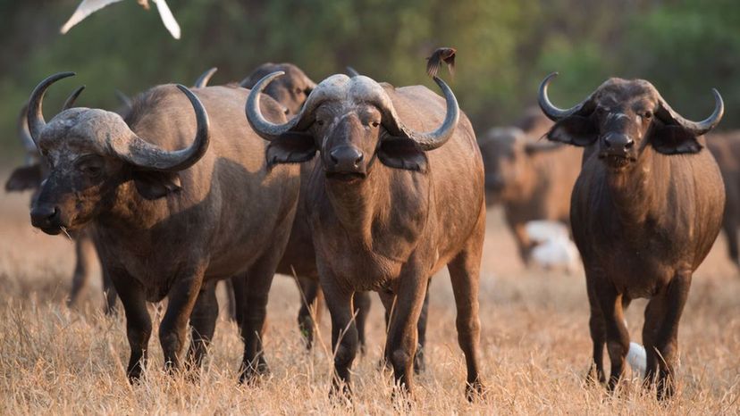 Cape Buffalo