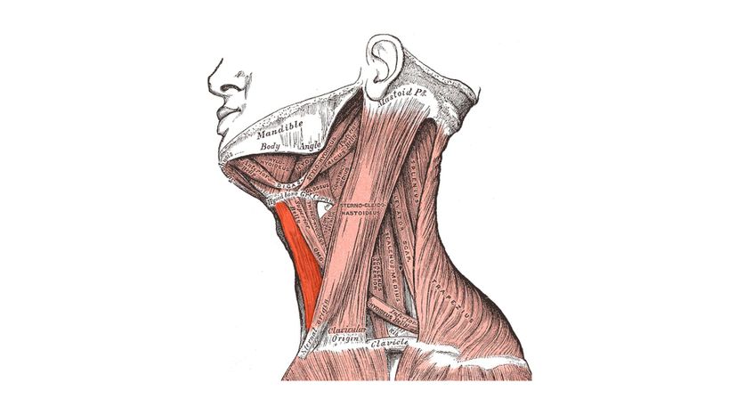 Sternohyoid